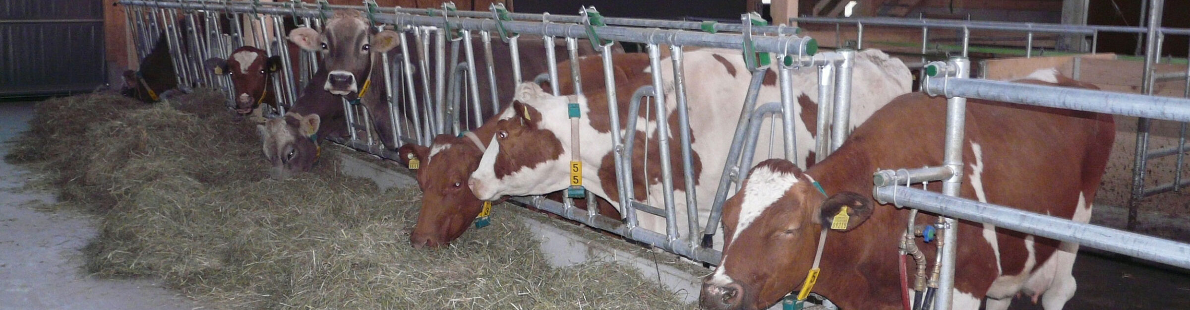 Laufstall, Hochfelden ZH