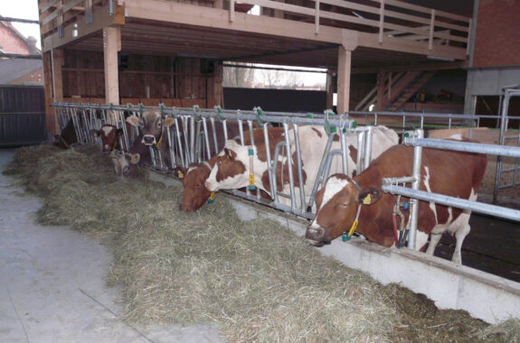 Laufstall, Hochfelden ZH