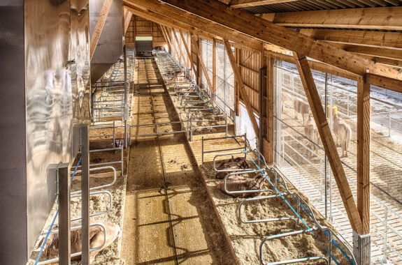 Grossviehstall. Landquart GR