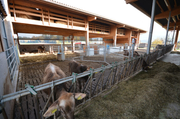 Aufzuchtstall mit Remise, Buchrain LU