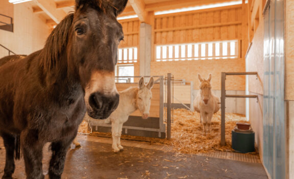 Ökonomiegebäude, Grosswijer-Hof Natur und Tierpark Goldau SZ