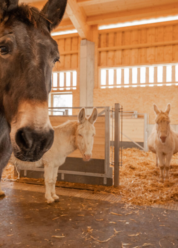 Ökonomiegebäude, Grosswijer-Hof Natur und Tierpark Goldau SZ, Landwirtschaft Ökonomiegebäude, Grosswijer-Hof Natur und Tierpark Goldau SZ