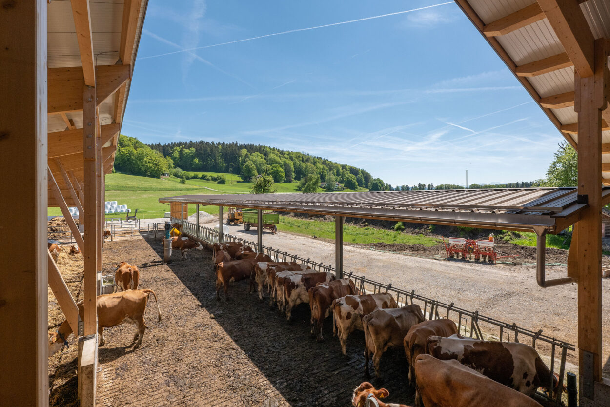 Milchviehstall, Tösstal ZH, Landwirtschaft Milchviehstall, Tösstal ZH, Landwirtschaft