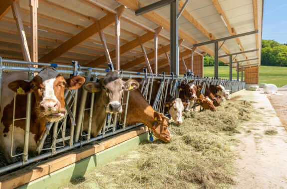 Milchviehstall, Tösstal ZH, Landwirtschaft Milchviehstall, Tösstal ZH