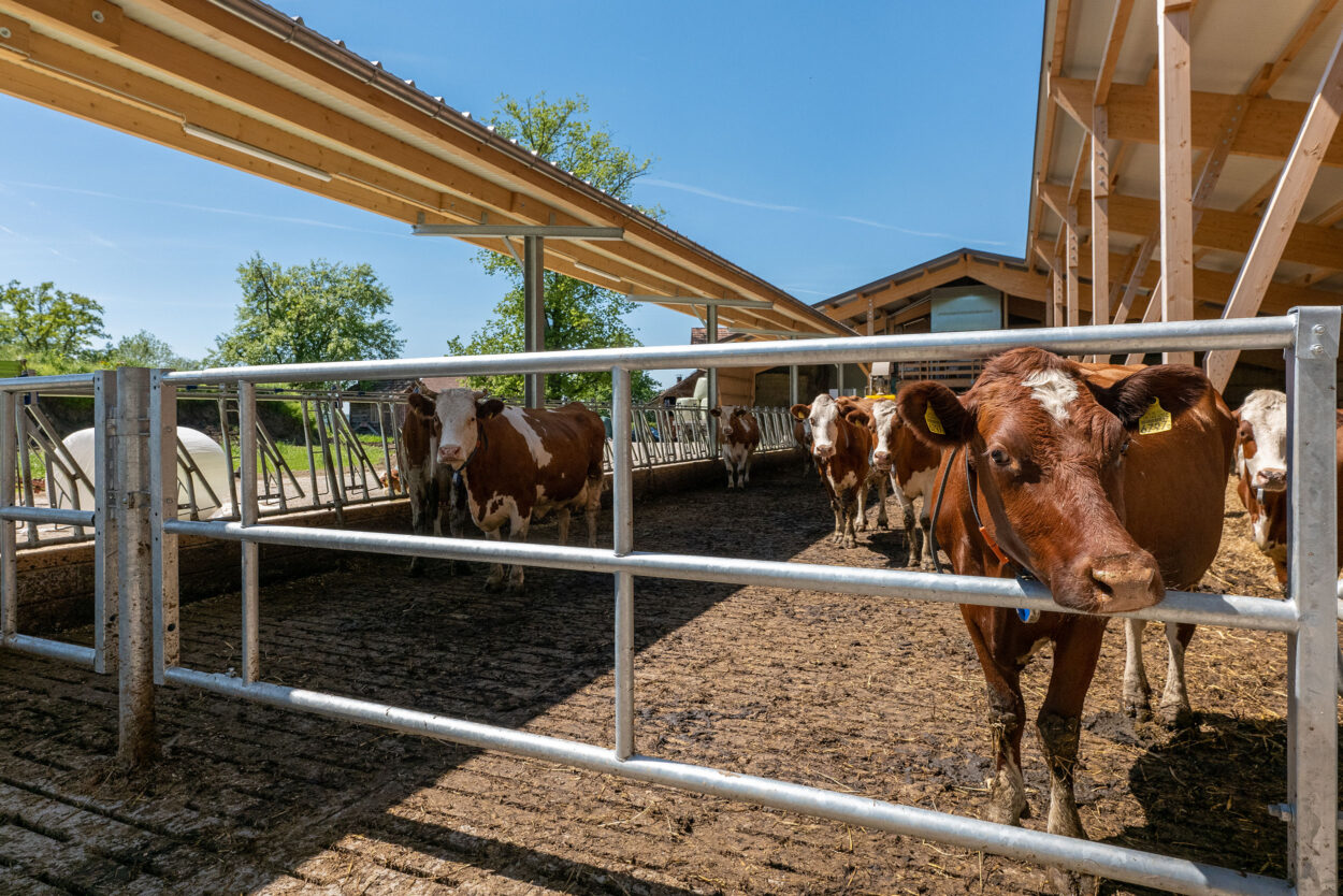 Milchviehstall, Tösstal ZH, Landwirtschaft Milchviehstall, Tösstal ZH, Landwirtschaft