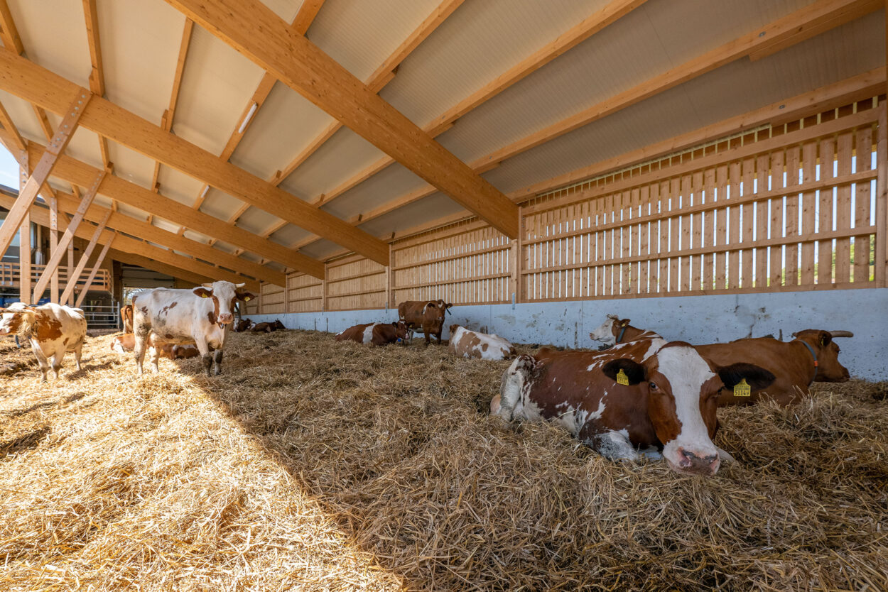 Milchviehstall, Tösstal ZH, Landwirtschaft Milchviehstall, Tösstal ZH, Landwirtschaft