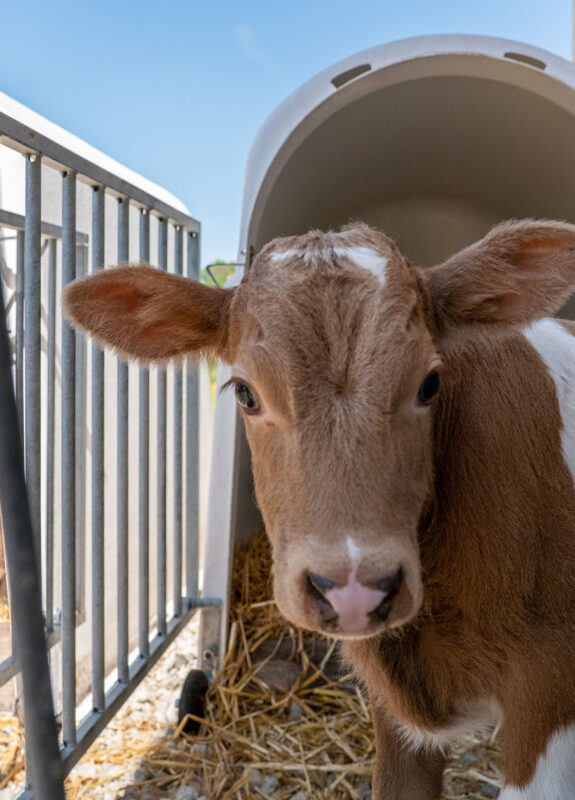 Milchviehstall, Tösstal ZH, Landwirtschaft Milchviehstall, Tösstal ZH