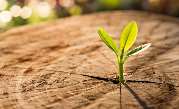 Strüby Nachhaltigkeit Bäume und Wald