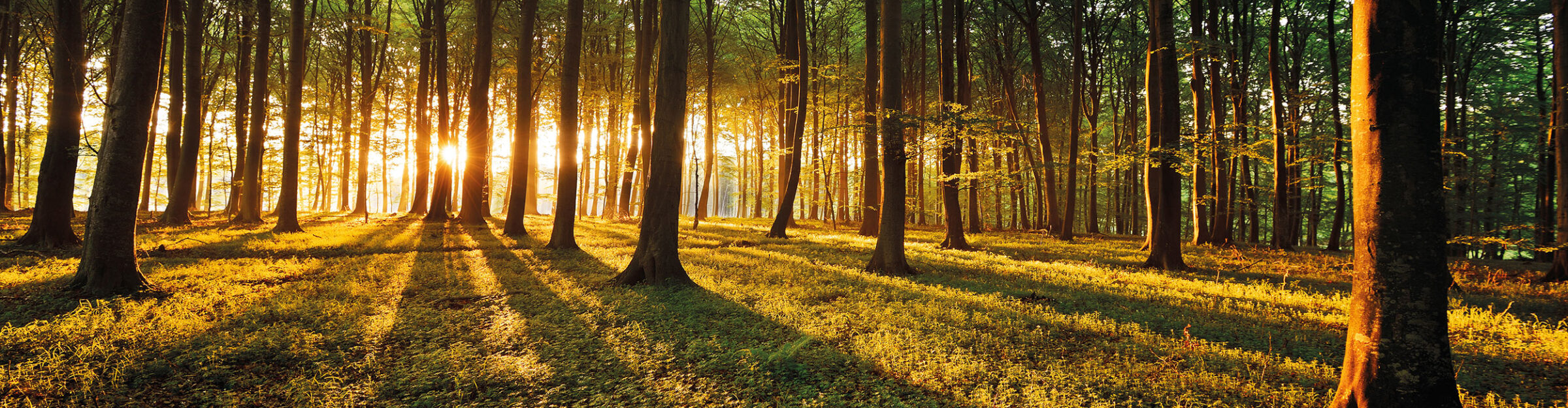 Strüby Nachhaltigkeit Bäume und Wald