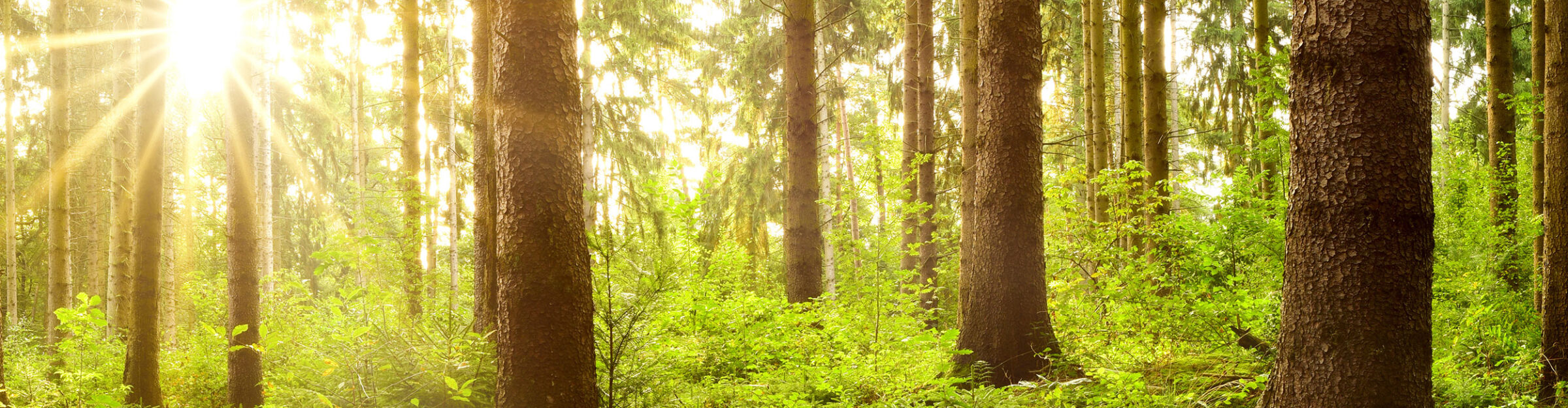 Strüby Nachhaltigkeit Bäume und Wald