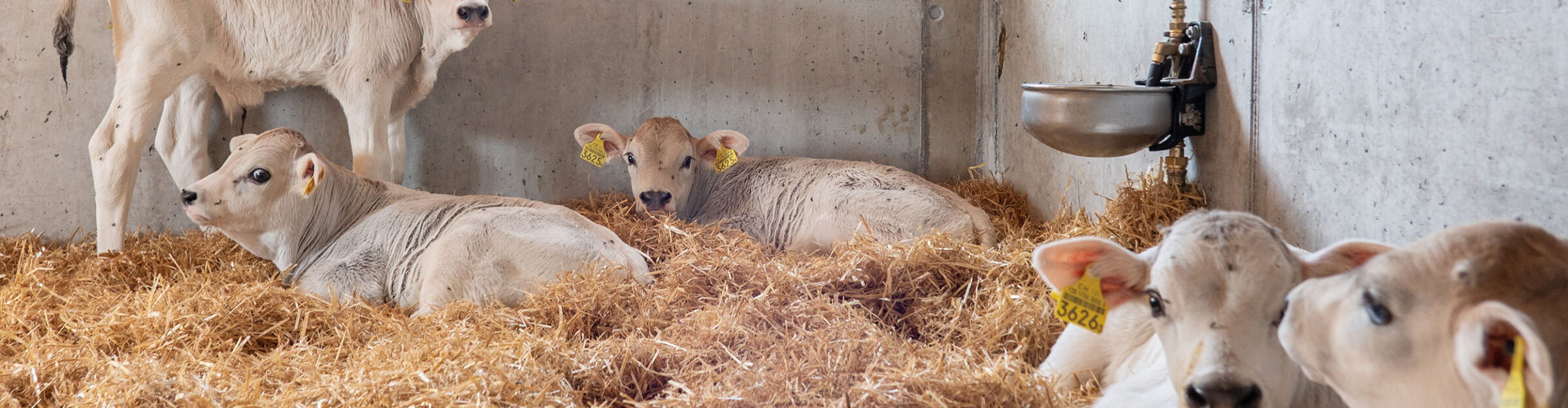 Milchviehstall mit Futterlagerung, Tschlin GR