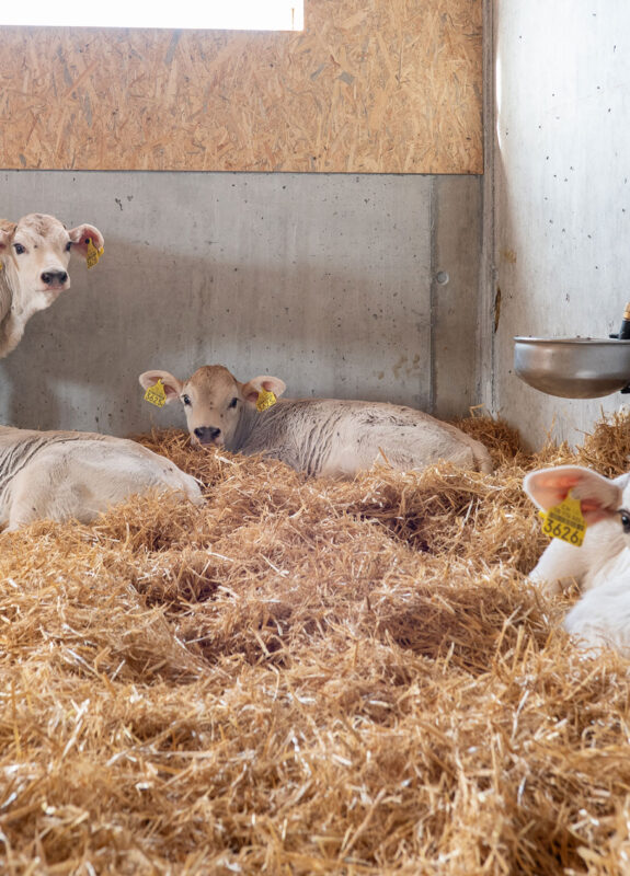 Milchviehstall mit Futterlagerung, Tschlin GR