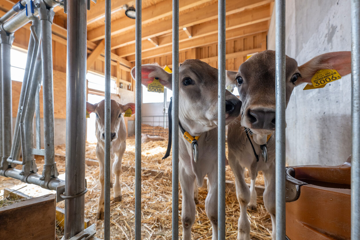 Milchviehstall mit Futterlager, Ftan GR, Landwirtschaft