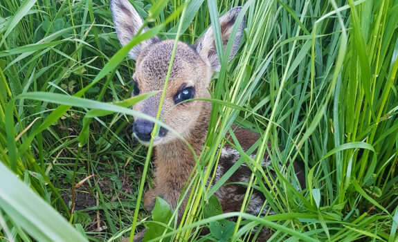 Rehkitz-Rettung mit Strüby Drohne