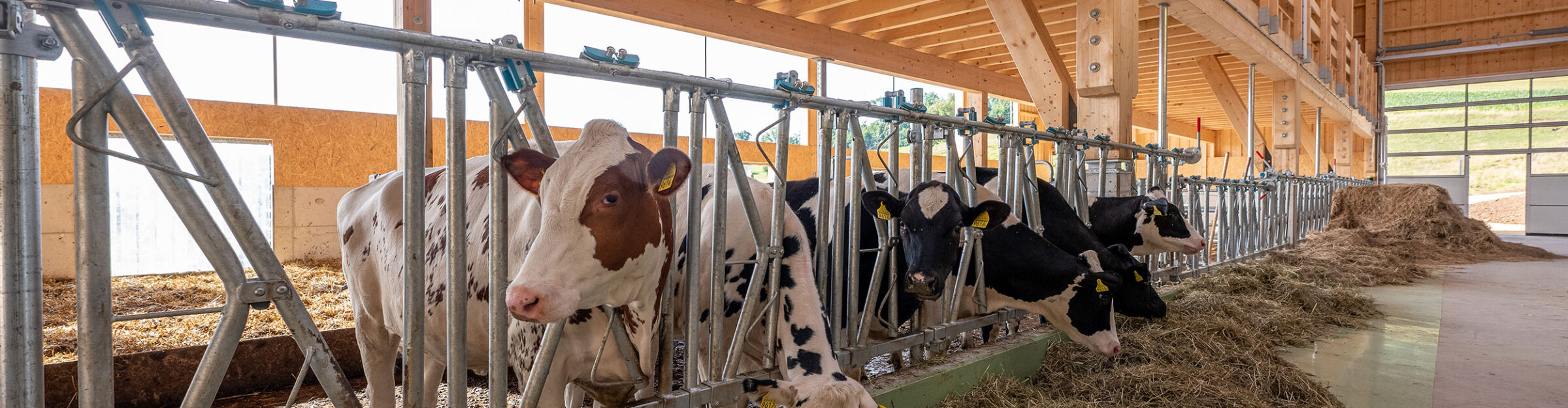 Aufzucht- und Mutterkuhstall, Frenkendorf BL