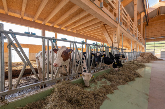 Aufzucht- und Mutterkuhstall, Frenkendorf BL